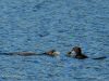 loon_feeding_1.jpg (210875 bytes)