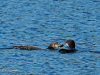 loon_feeding_2.jpg (252594 bytes)